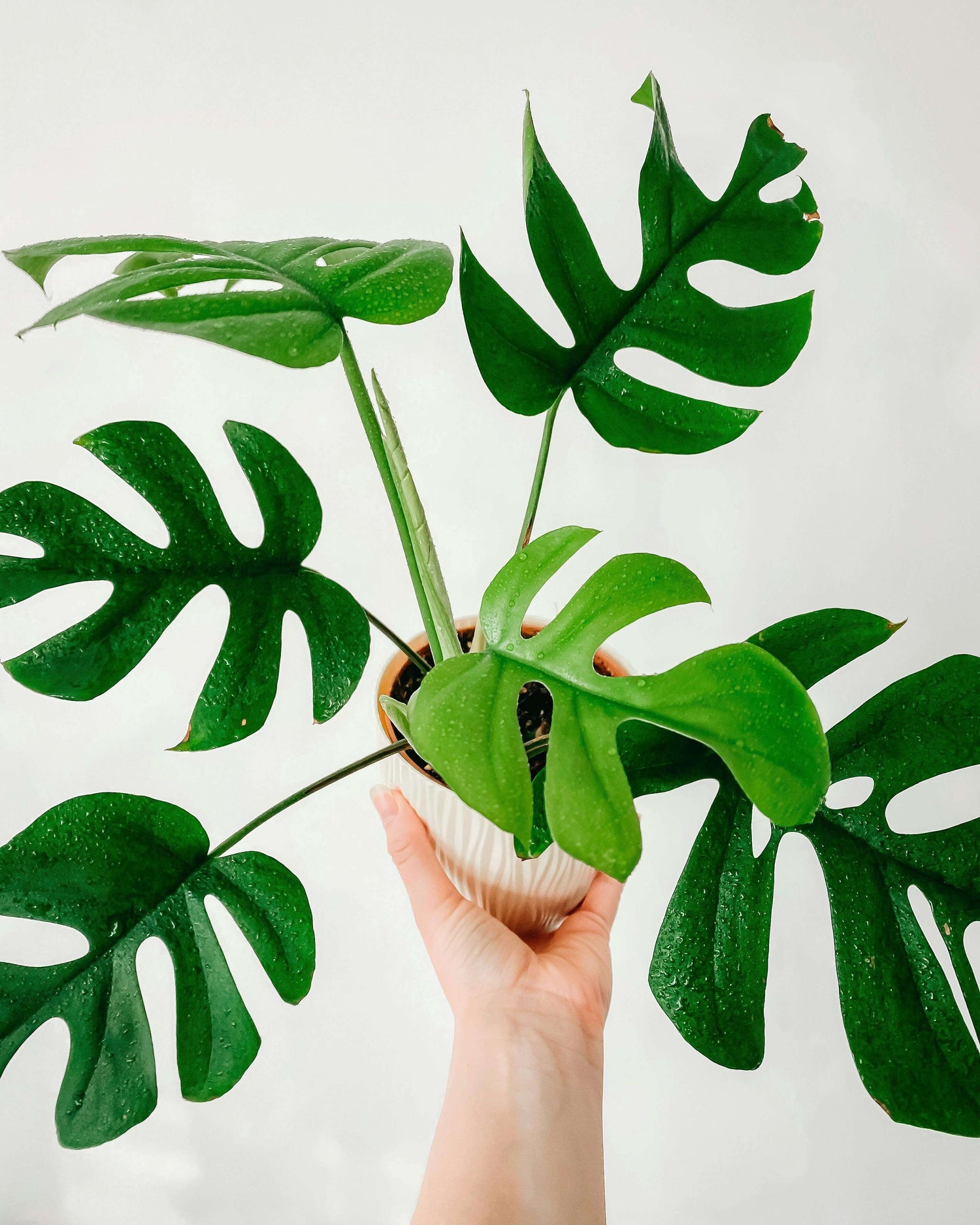 Plantas